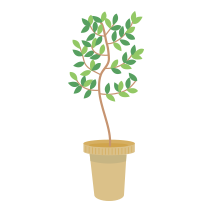 観葉植物